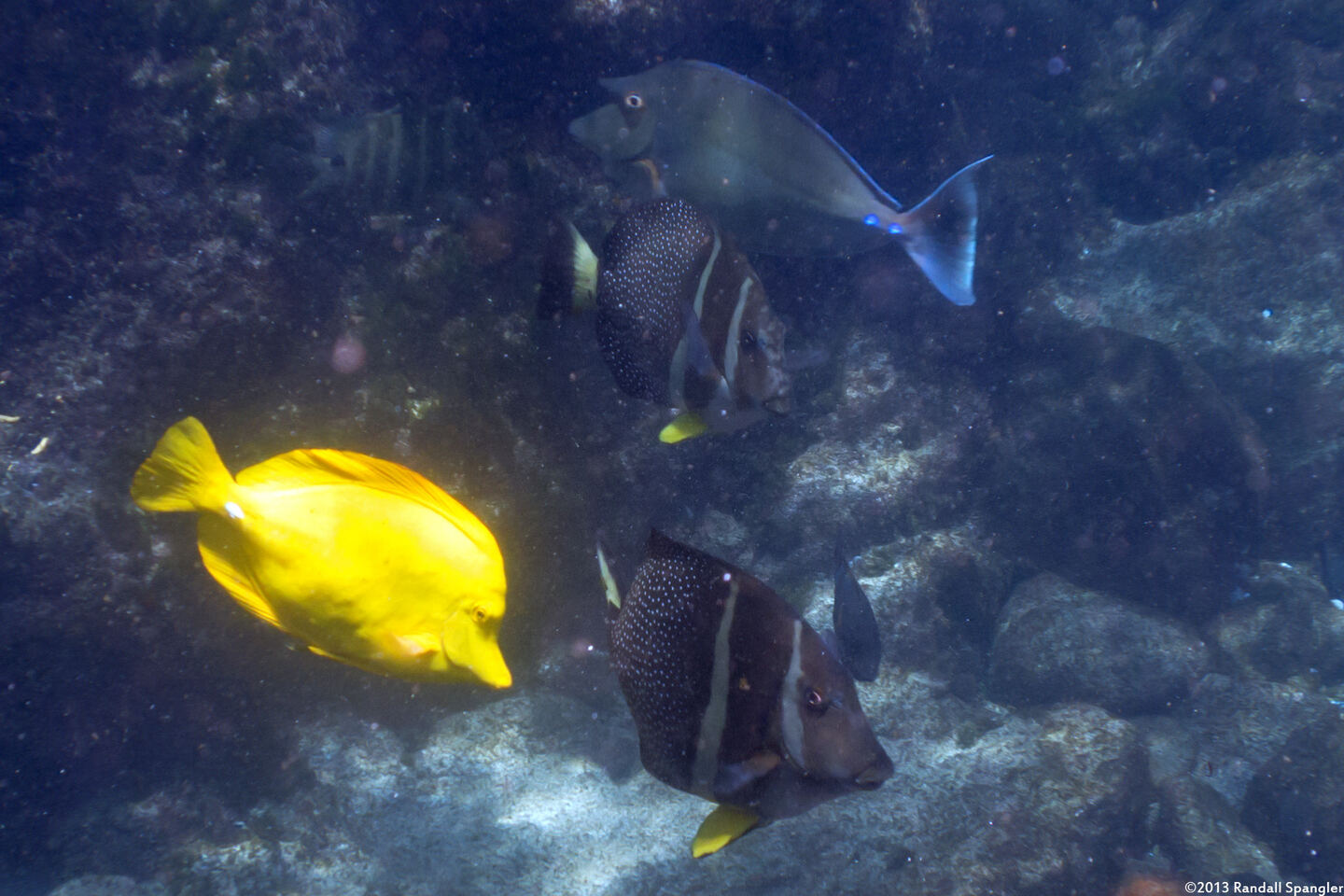 Acanthurus guttatus (Whitespotted Surgeonfish)