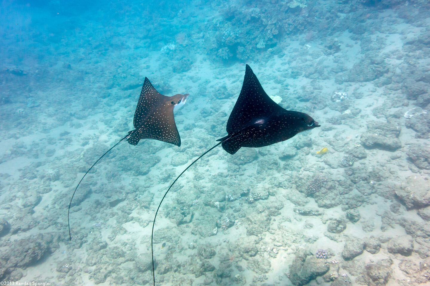 Aetobatus ocellatus (Ocellated Eagle Ray)