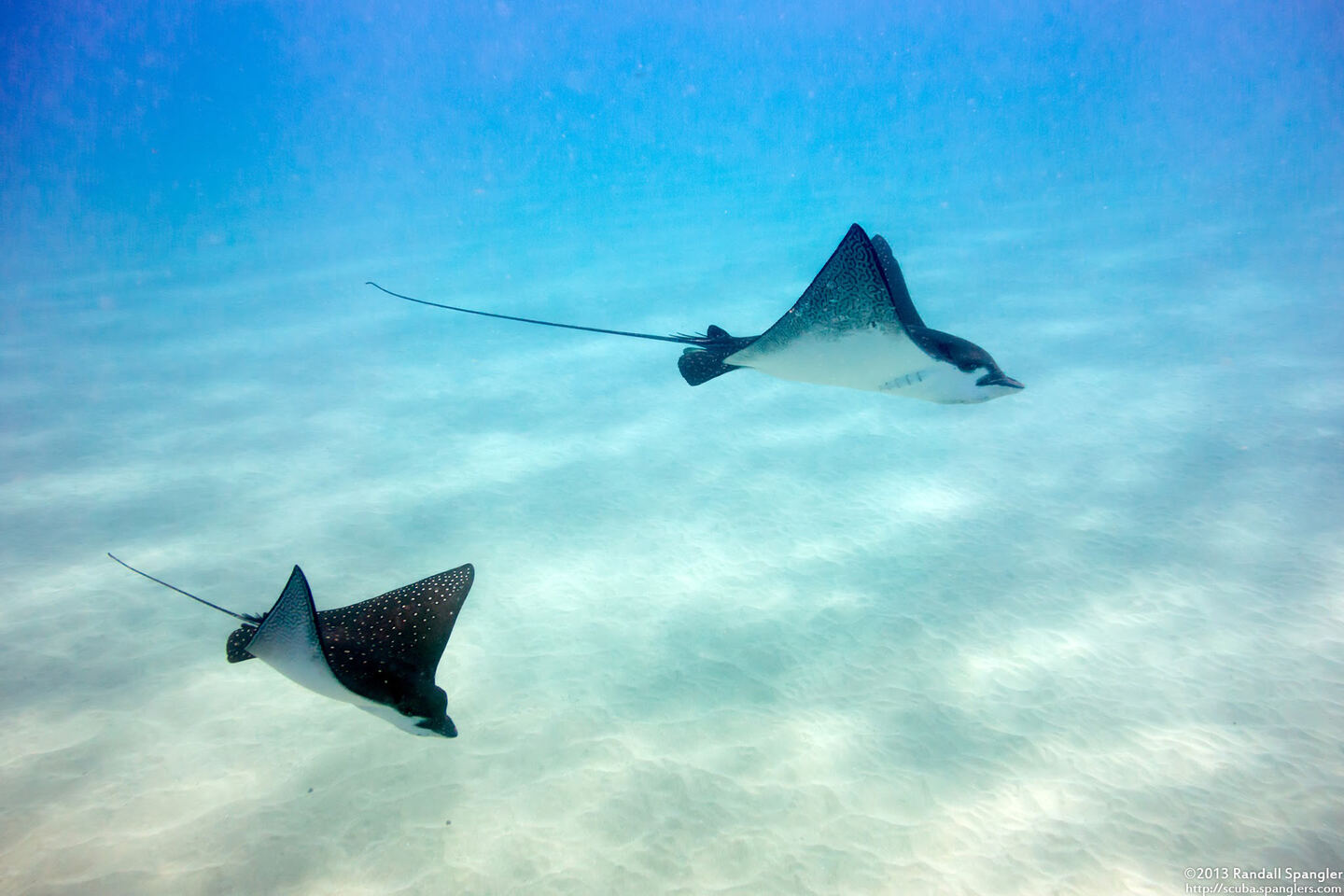 Aetobatus ocellatus (Ocellated Eagle Ray)