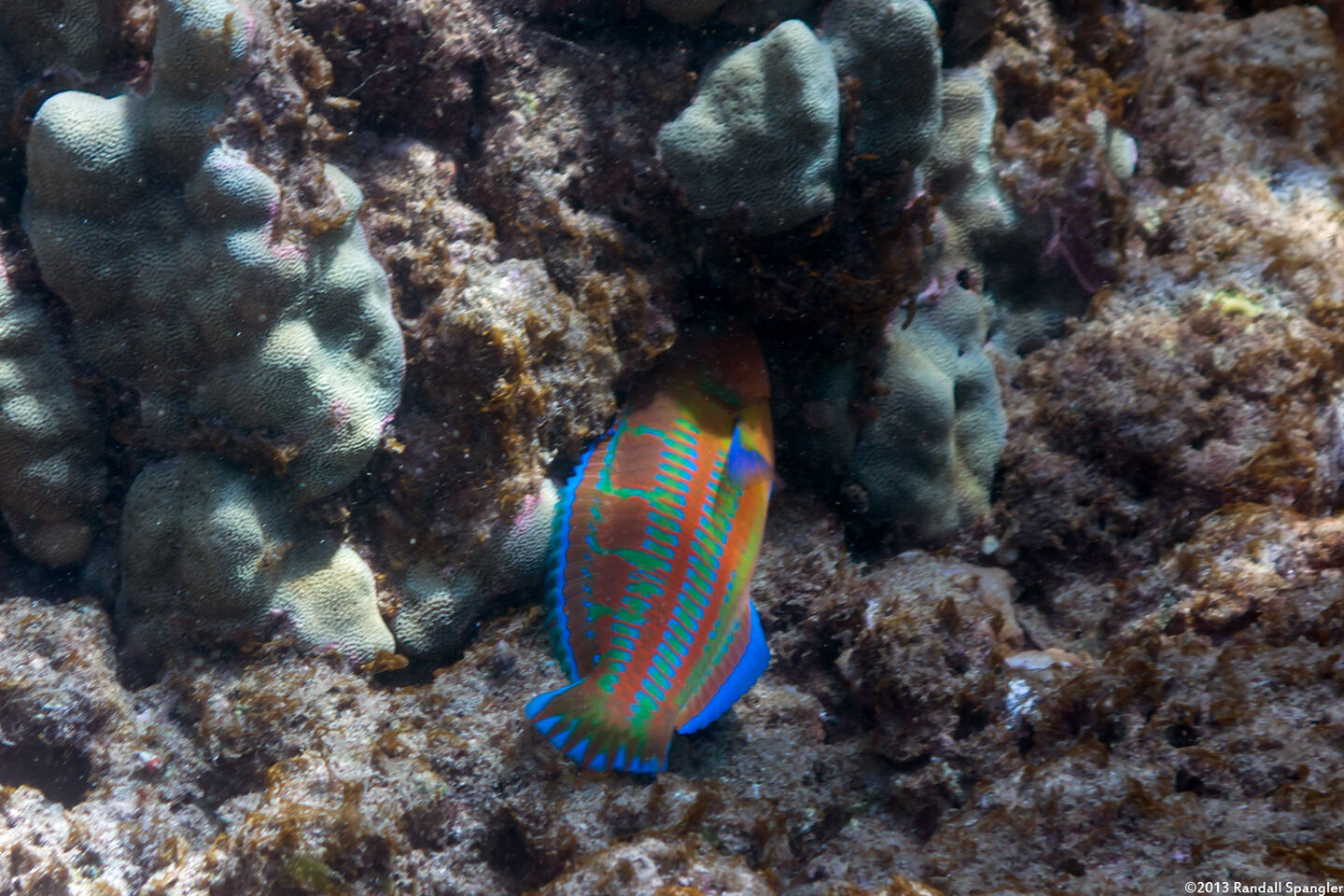Thalassoma trilobatum (Christmas Wrasse)