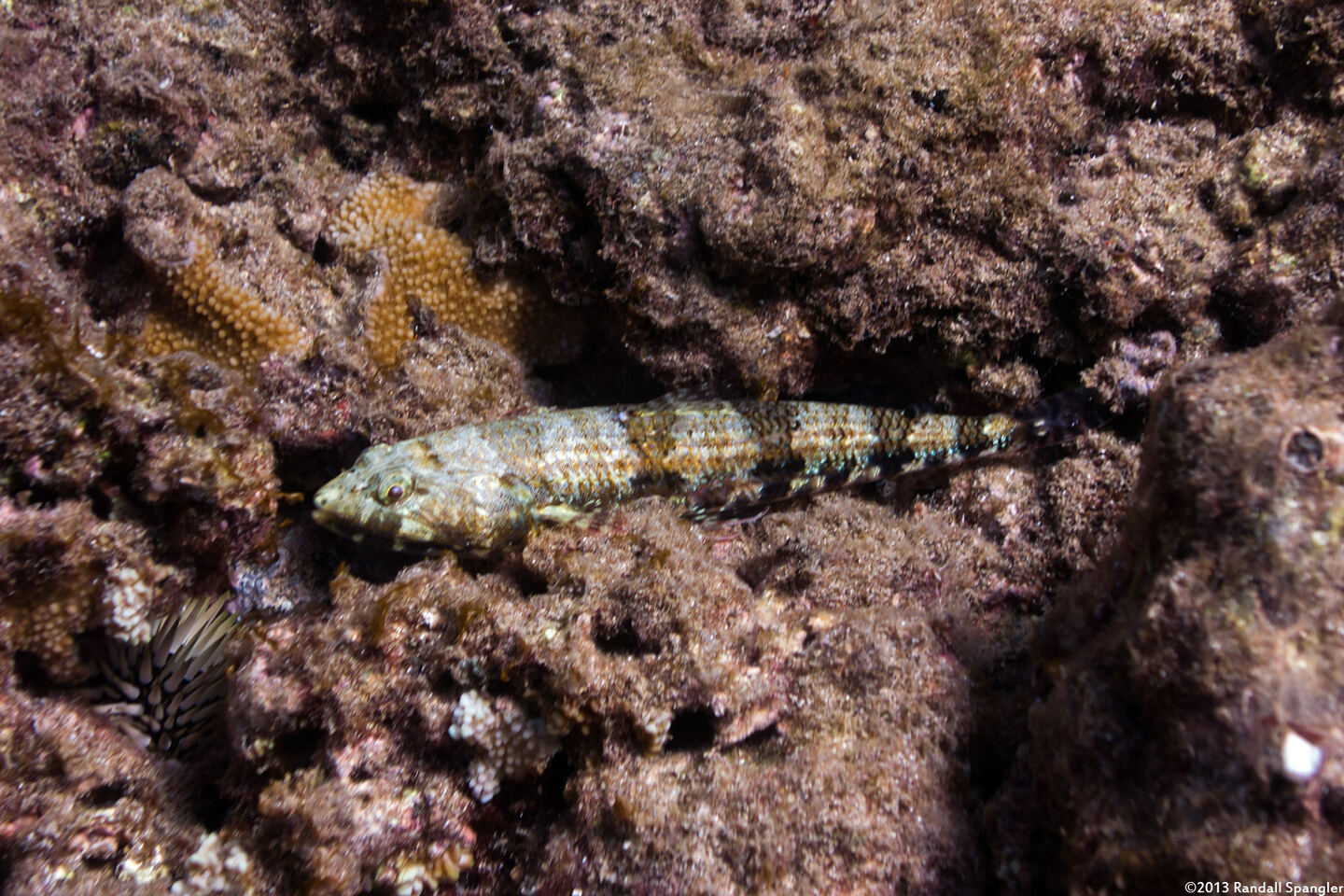 Synodus variegatus (Reef Lizardfish)