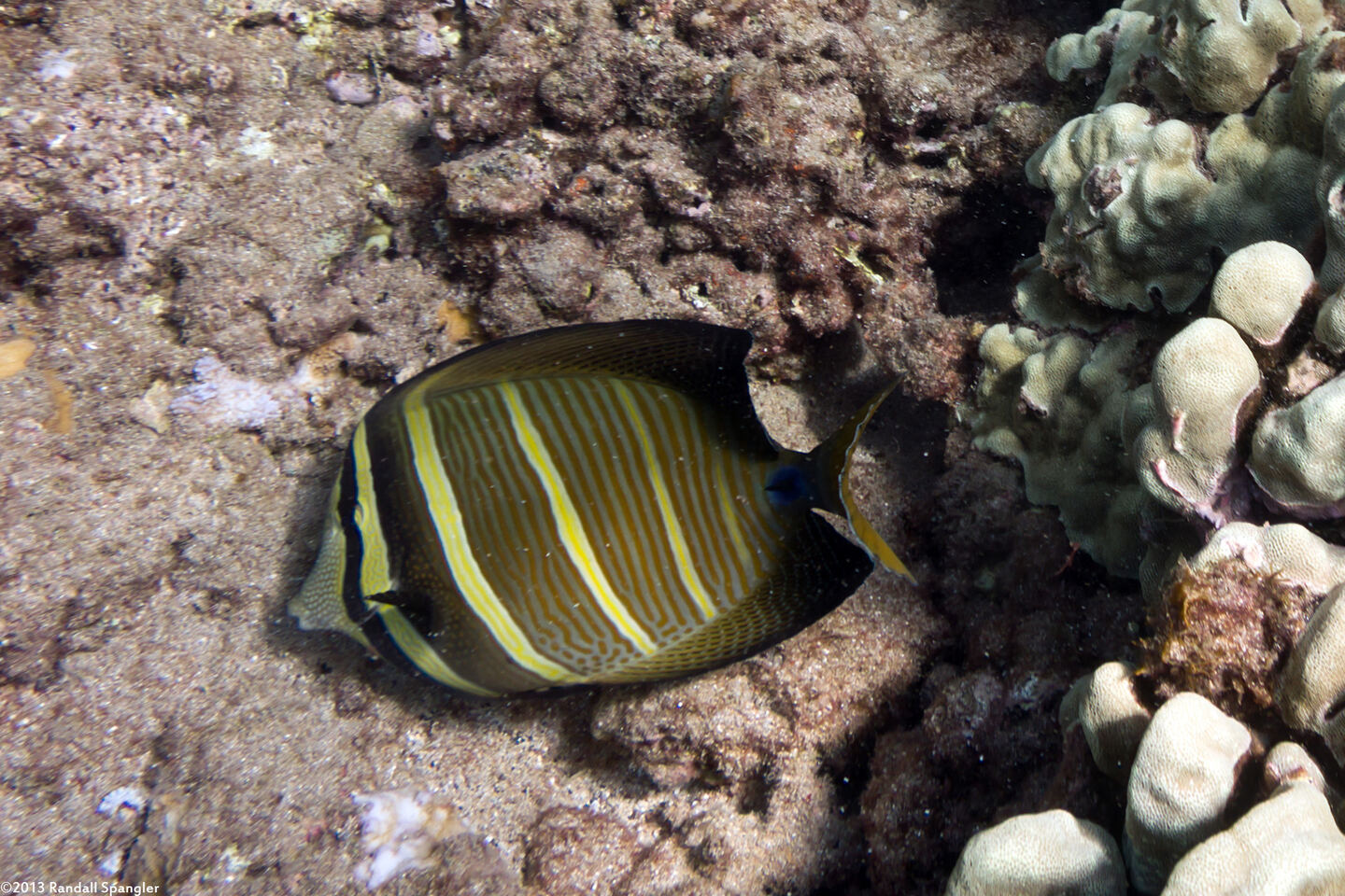 Zebrasoma veliferum (Pacific Sailfin Tang)