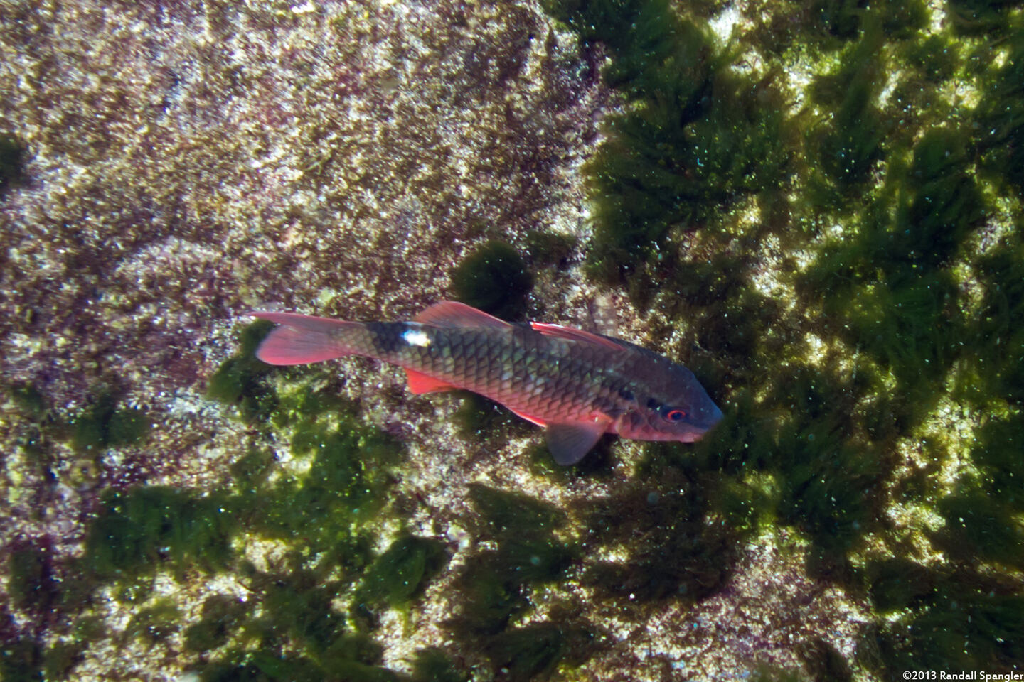 Parupeneus porphyreus (Whitesaddle Goatfish)