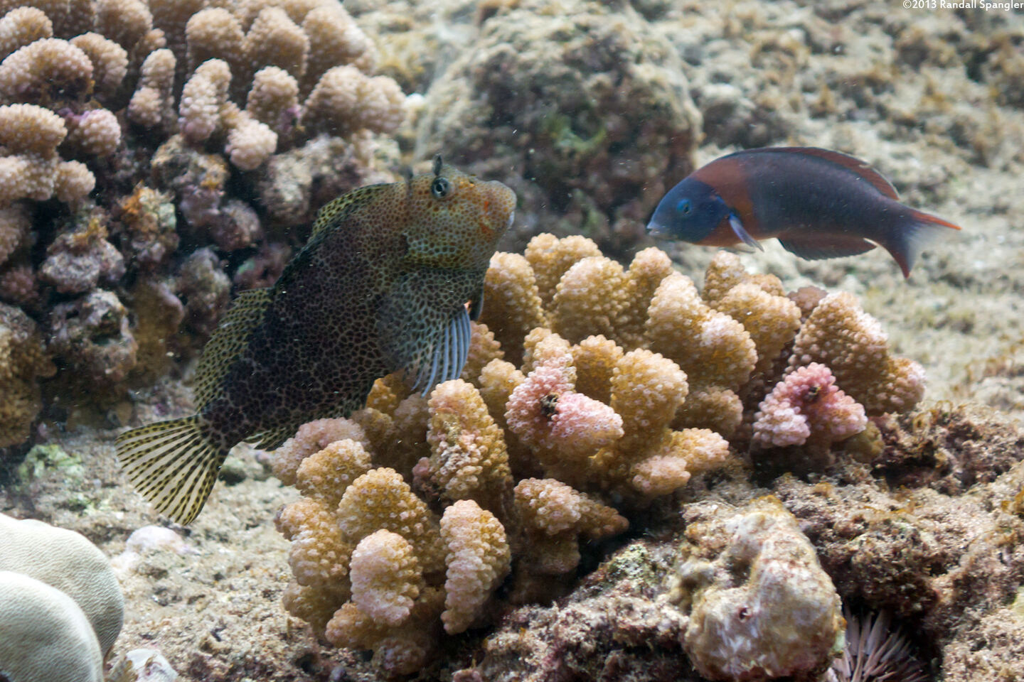 Exallias brevis (Spotted Coral Blenny)