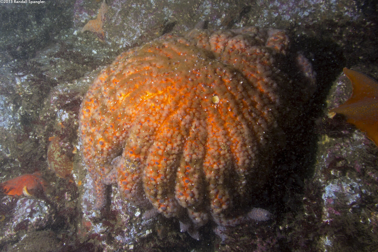 Pycnopodia helianthoides (Sunflower Star)