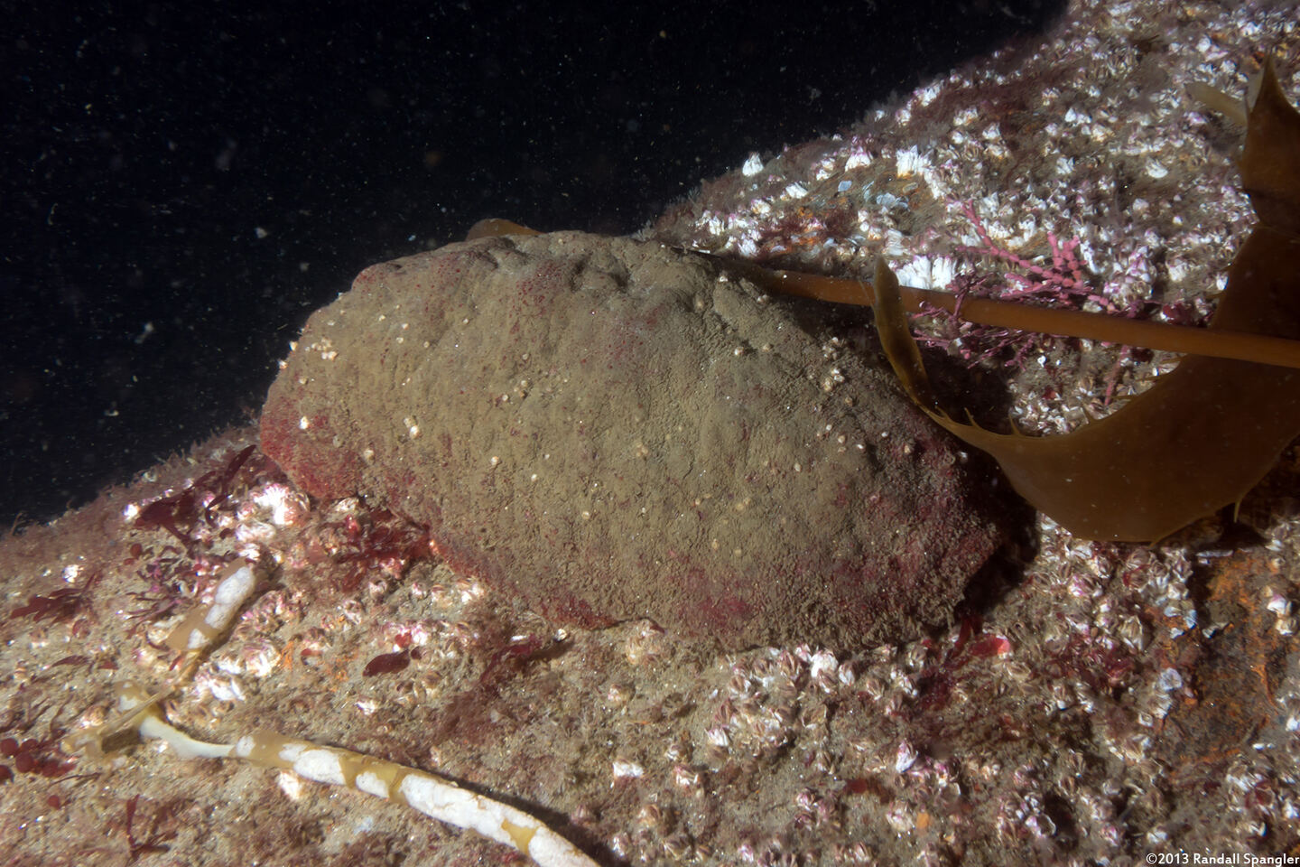 Cryptochiton stelleri (Gumboot Chiton)