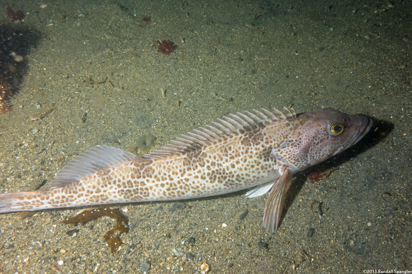 Ophiodon elongatus (Lingcod)