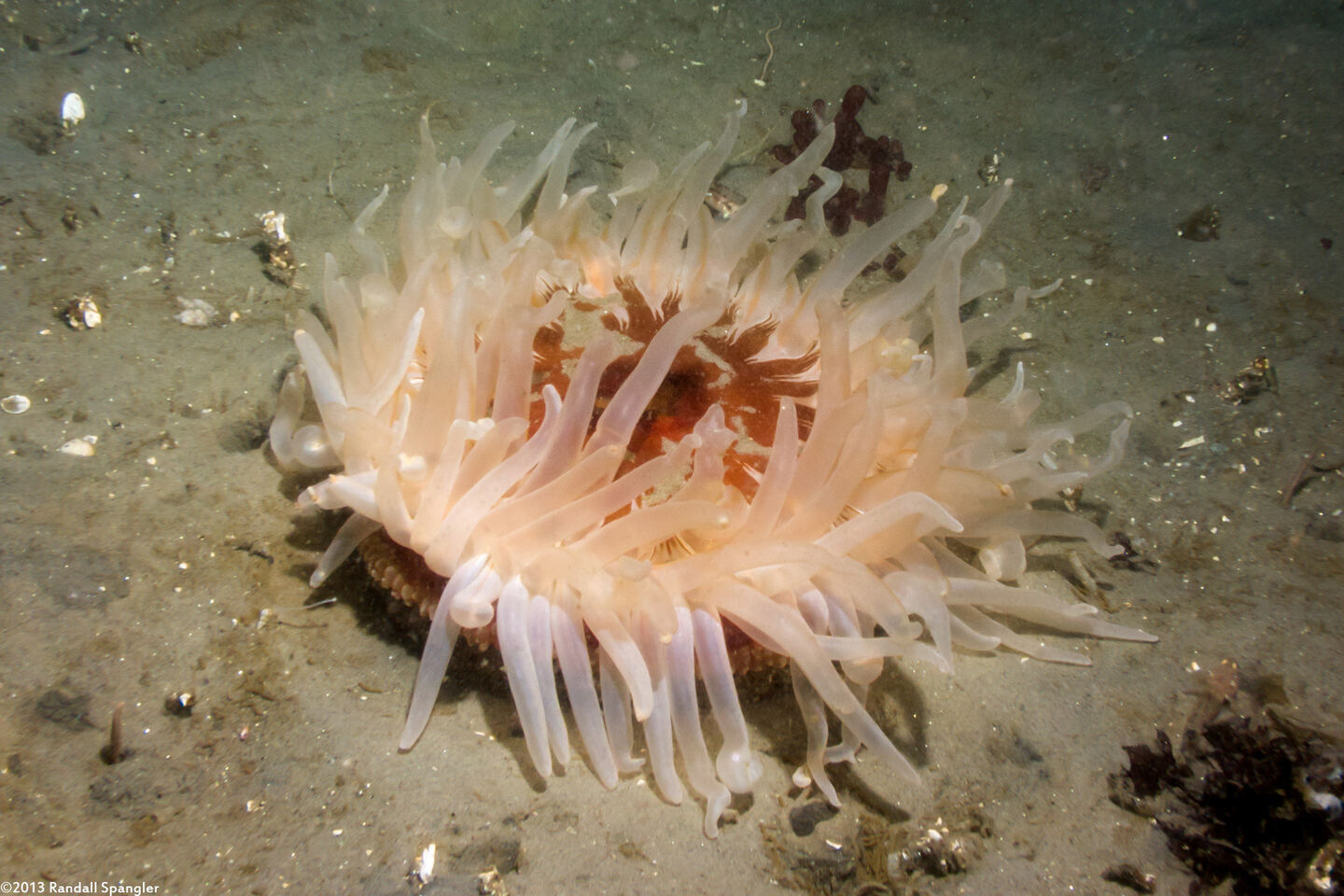 Urticina columbiana (Sand-Rose Anemone)