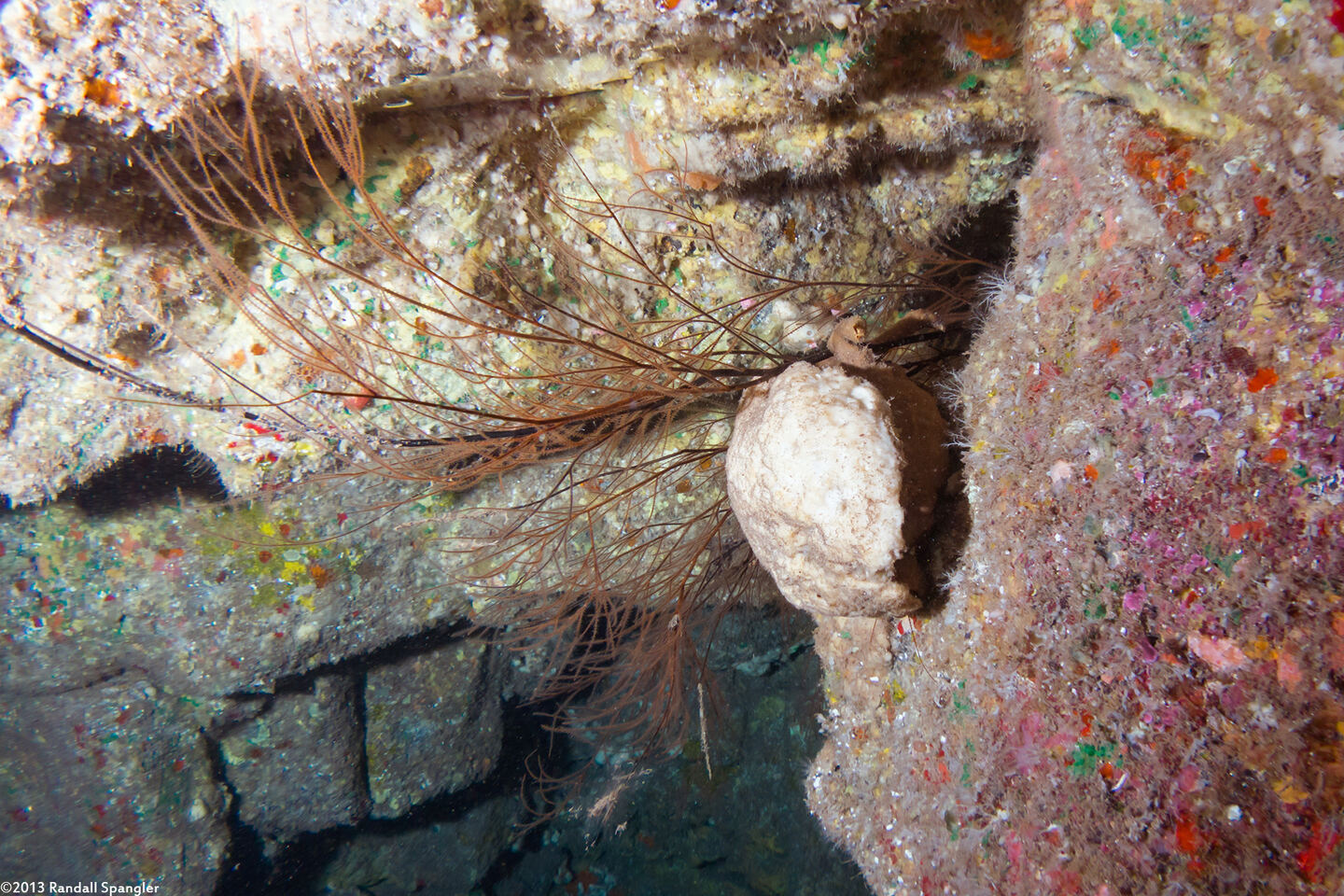 Antipathes griggi (Hawaiian Black Coral)