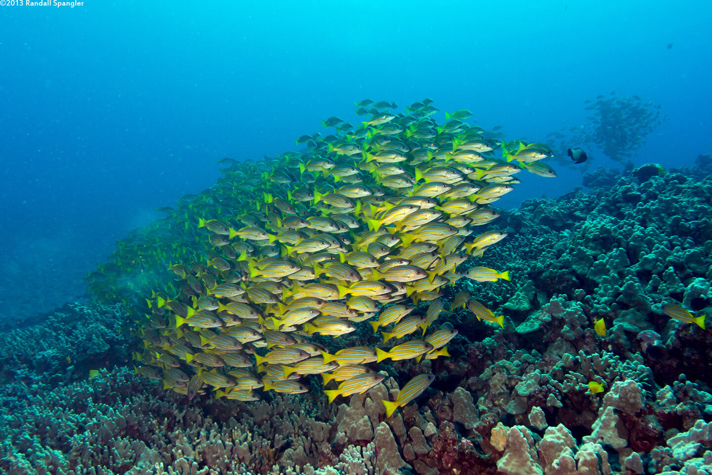 Lutjanus kasmira (Bluestripe Snapper)