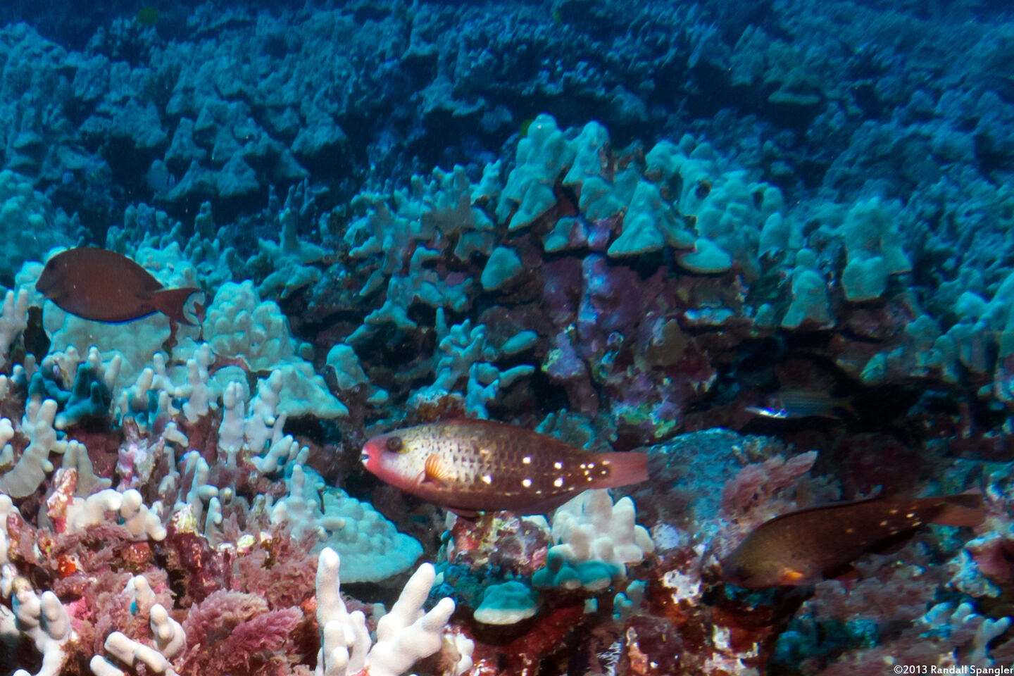 Chlorurus spilurus (Bullethead Parrotfish)