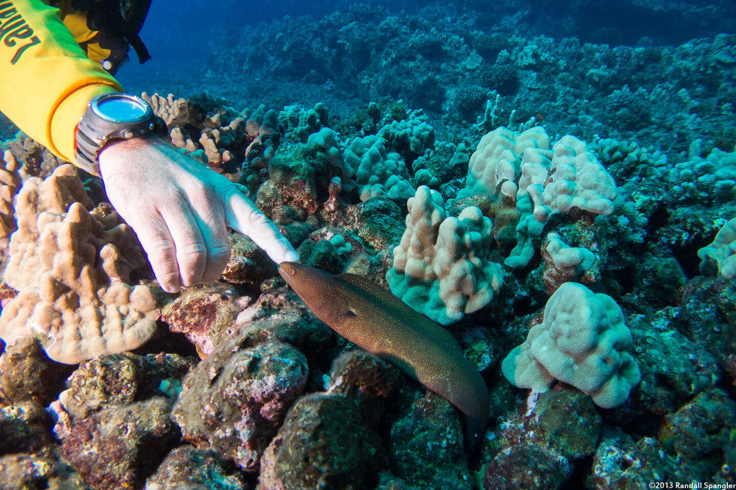 Gymnothorax meleagris (Whitemouth Moray)