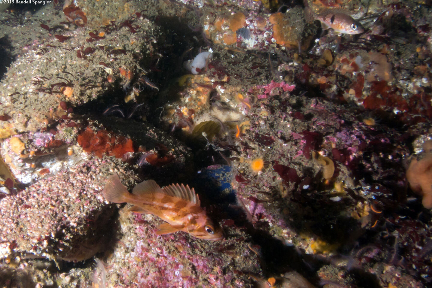 Sebastes caurinus (Copper Rockfish)