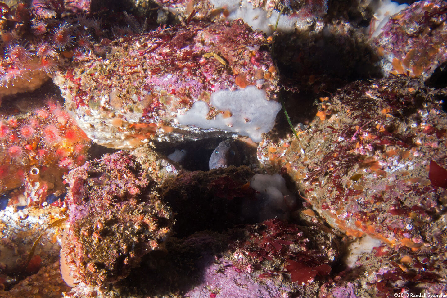 Anarrhichthys ocellatus (Wolf-Eel)