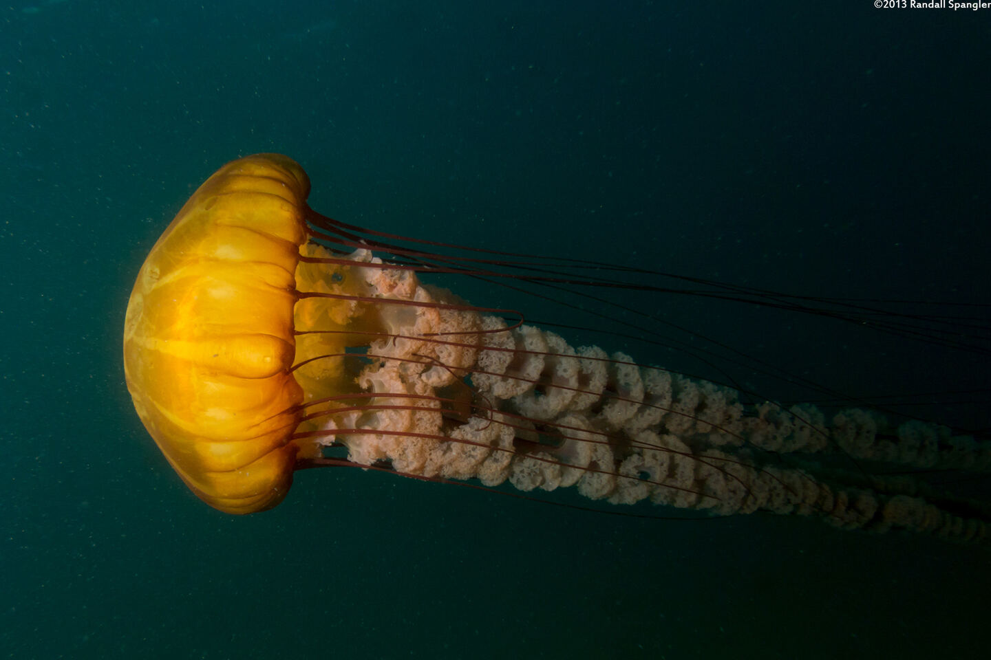 Chrysaora fuscescens (Brown Jellyfish)