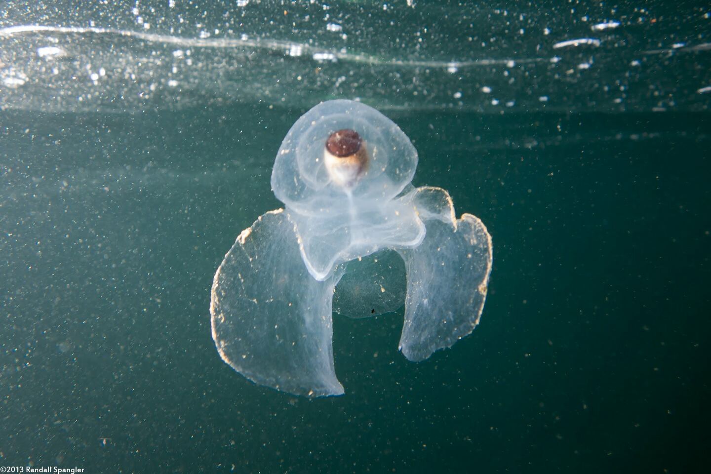Corolla spectabilis (Sea Butterfly)
