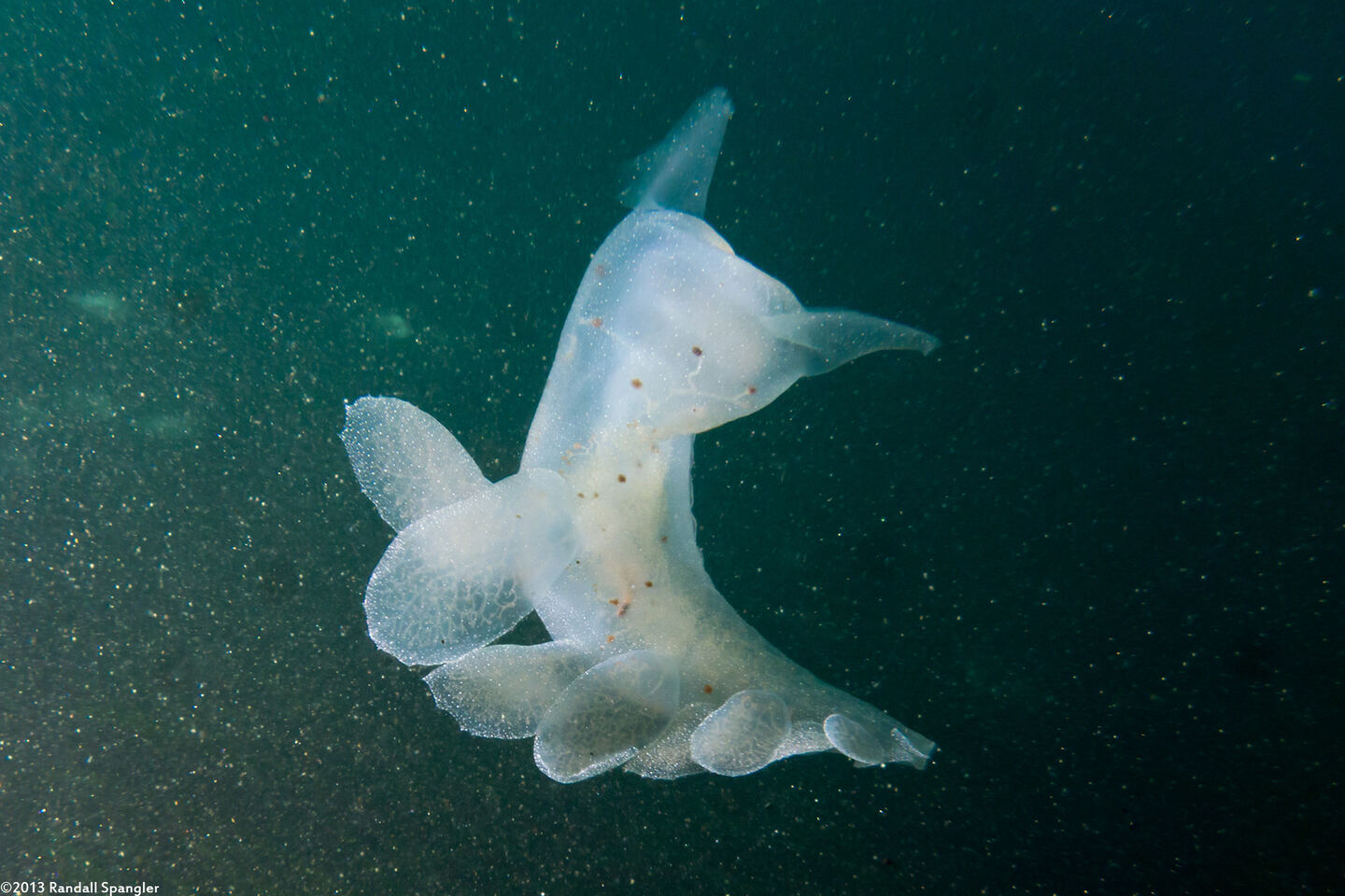 Melibe leonina (Lion's Mane Nudibranch); Swimming