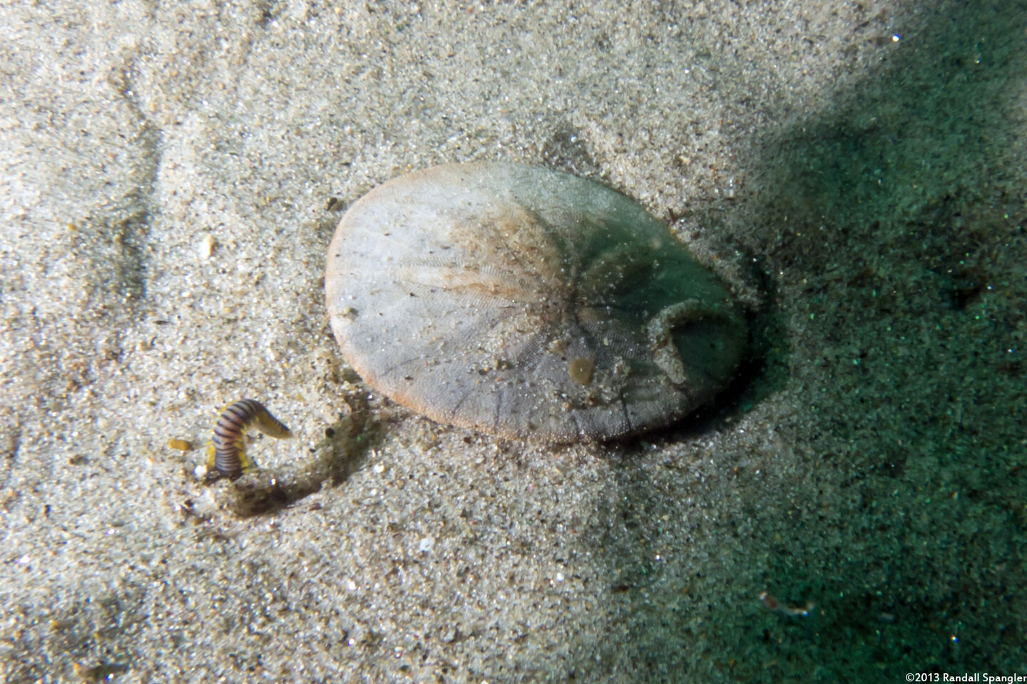 Eumida longicornuta (Paddleworm)