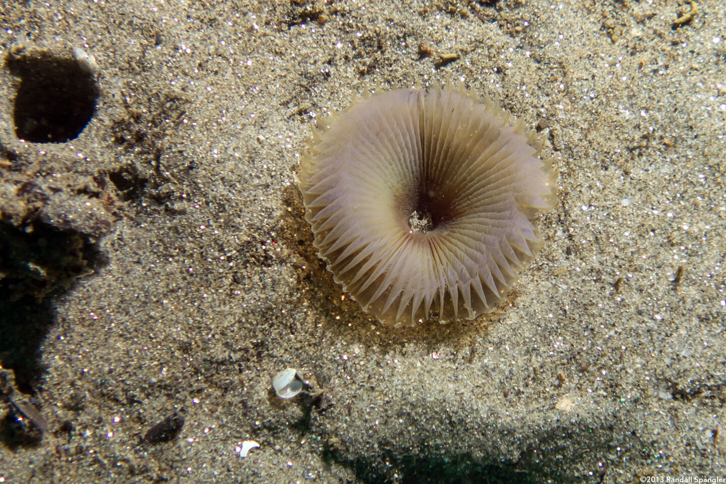 Myxicola sp.1 (Slime Fan Worm)