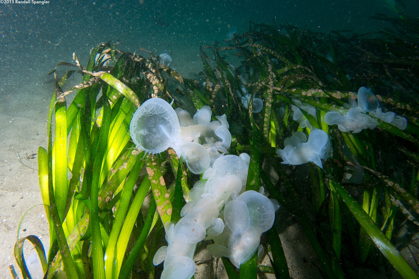 Melibe leonina (Lion's Mane Nudibranch)