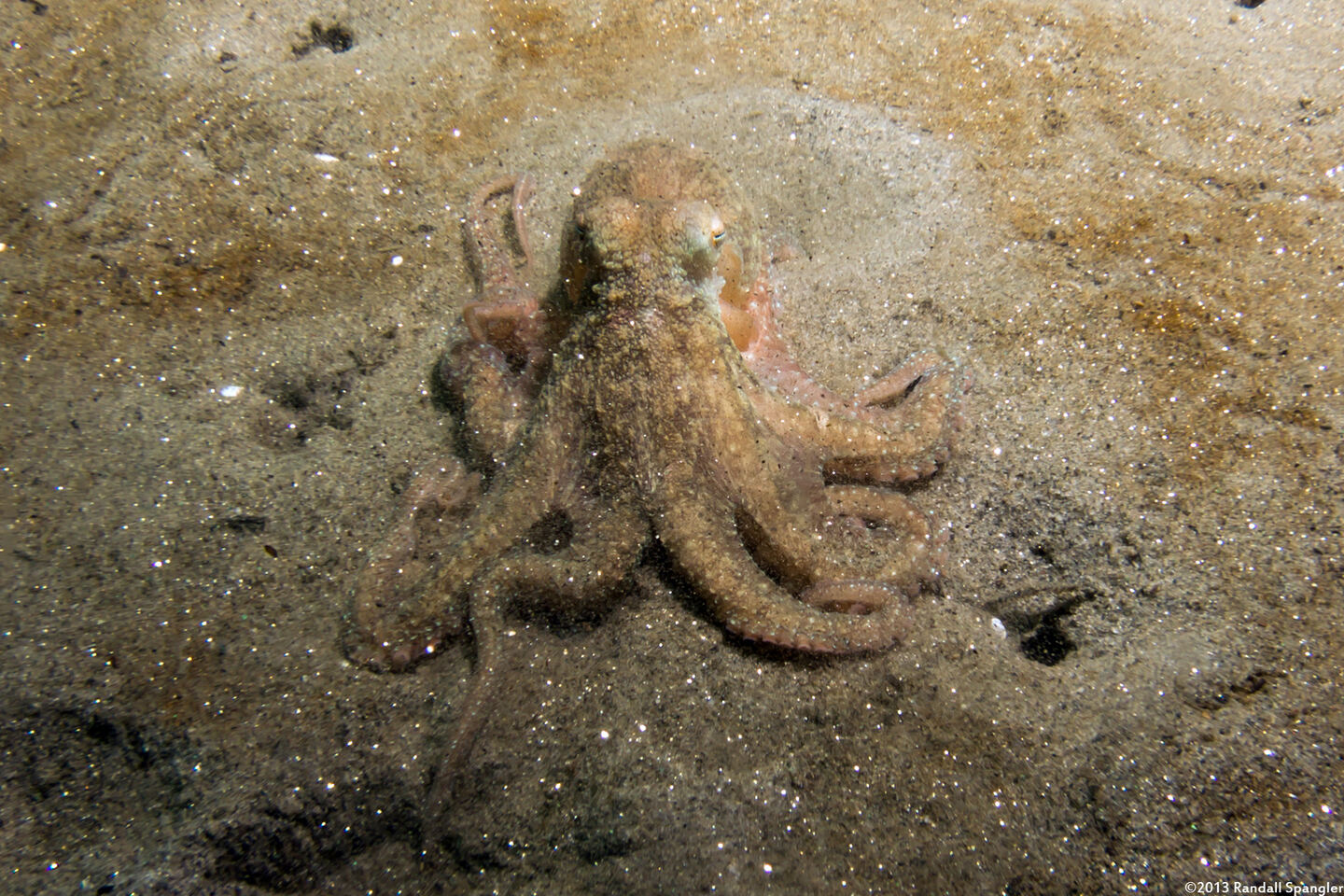 Octopus rubescens (Red Octopus)