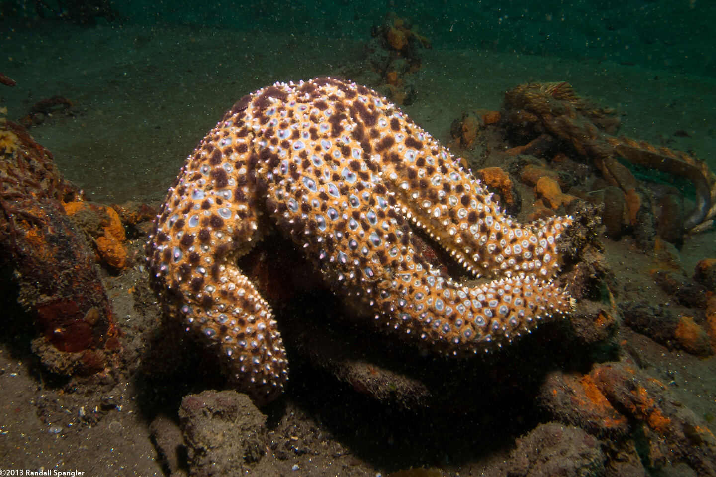 Pisaster giganteus (Giant Spined Star)