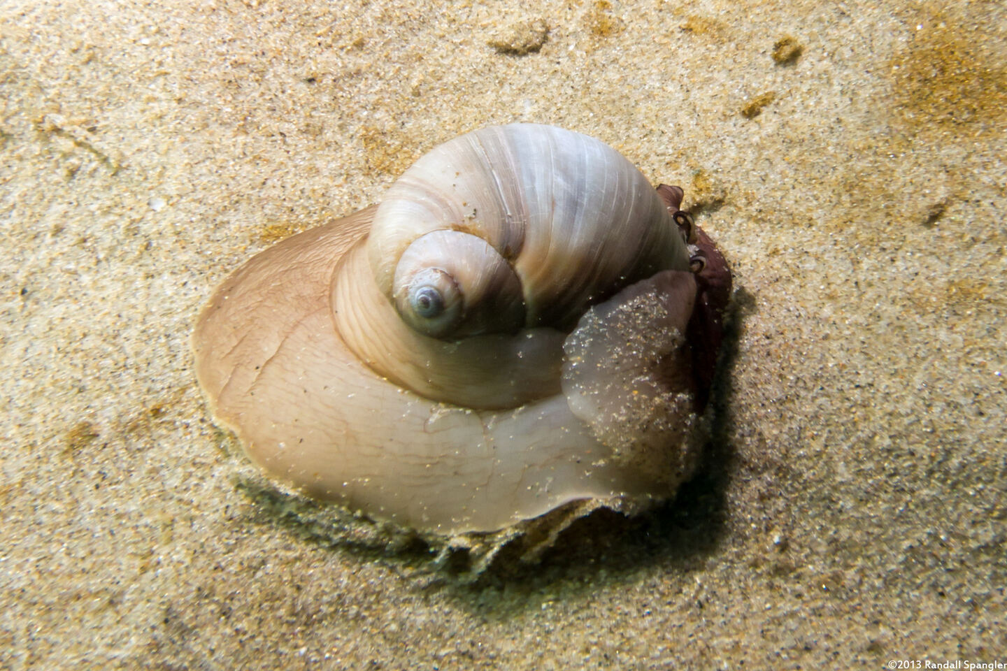 Neverita lewisii (Lewis's Moon Snail)