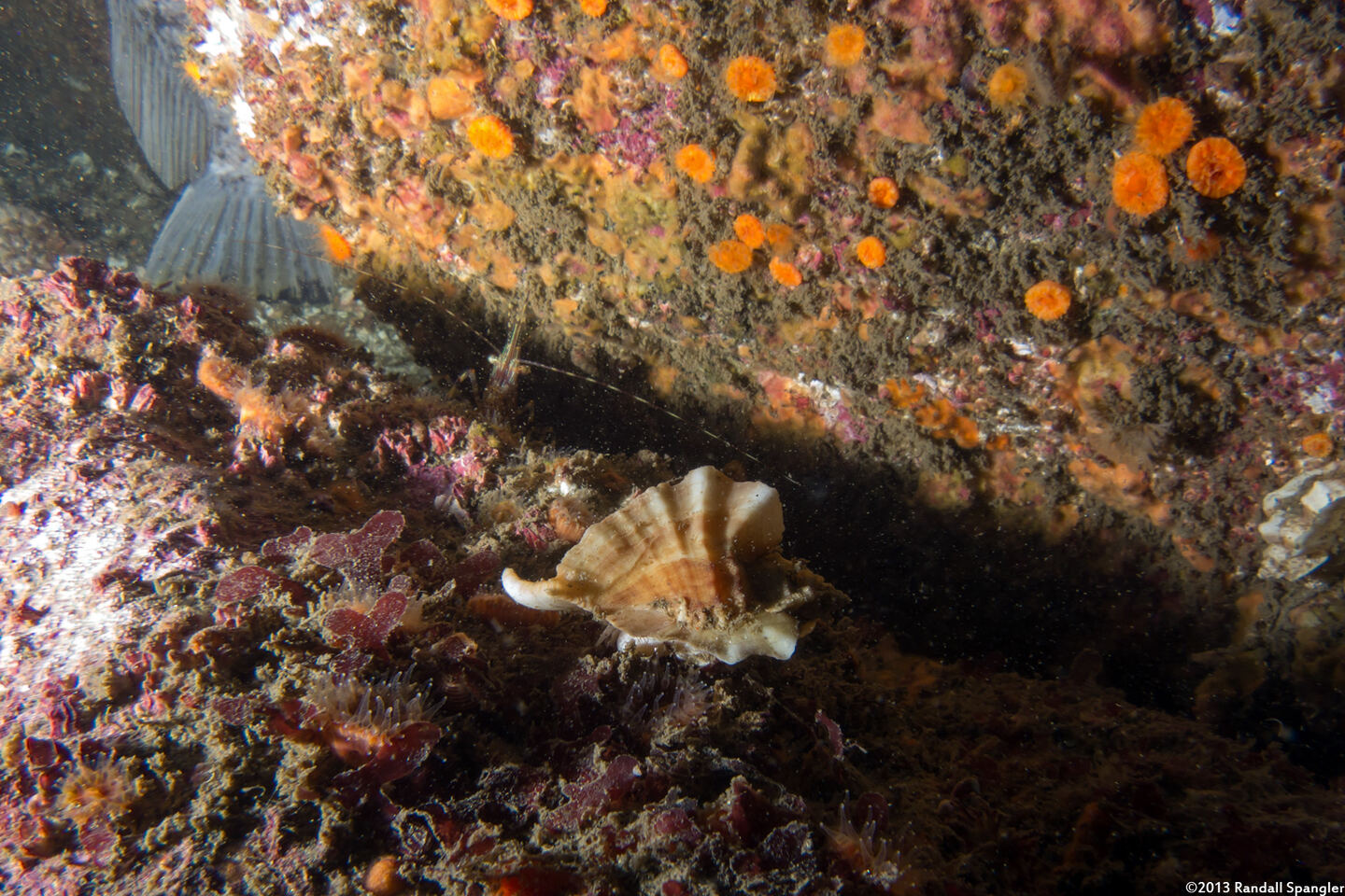 Ceratostoma foliatum (Leafy Hornmouth)