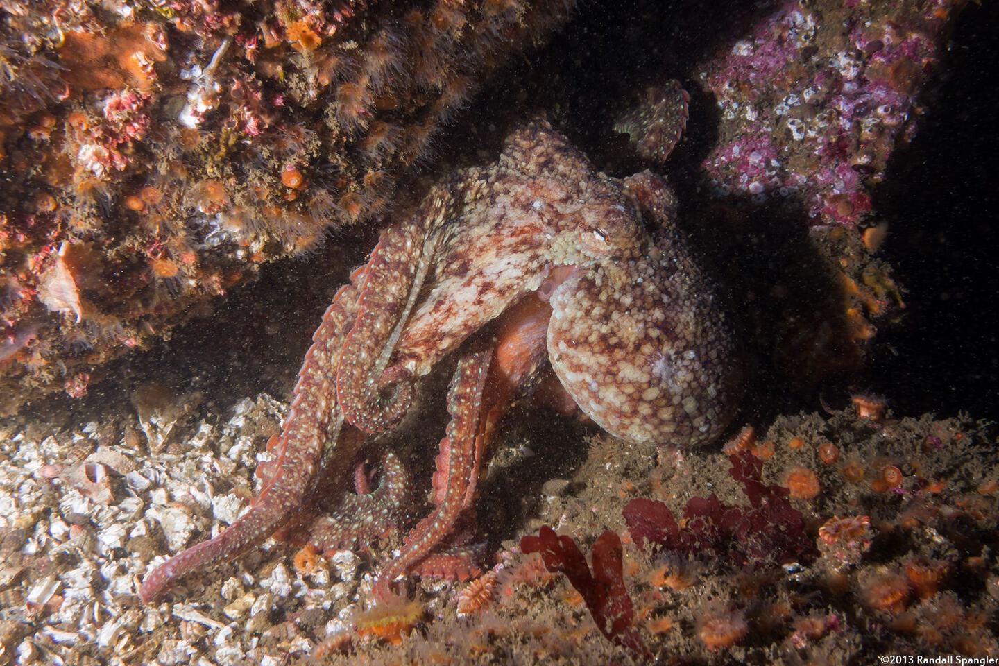 Octopus rubescens (Red Octopus)