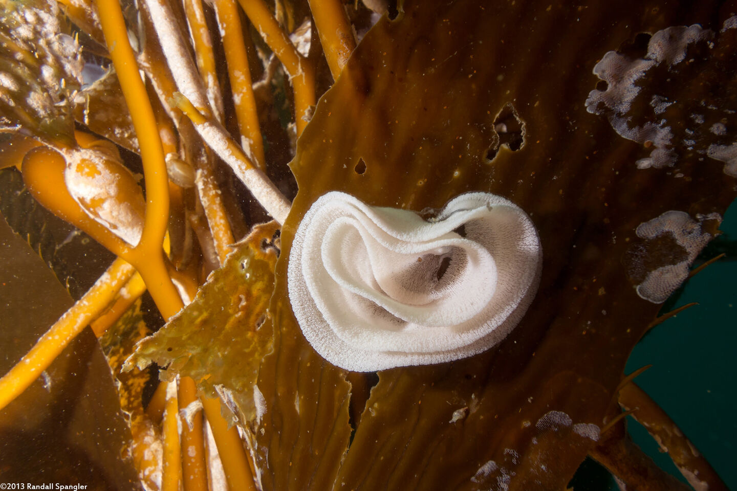 Triopha maculata (Spotted Triopha)