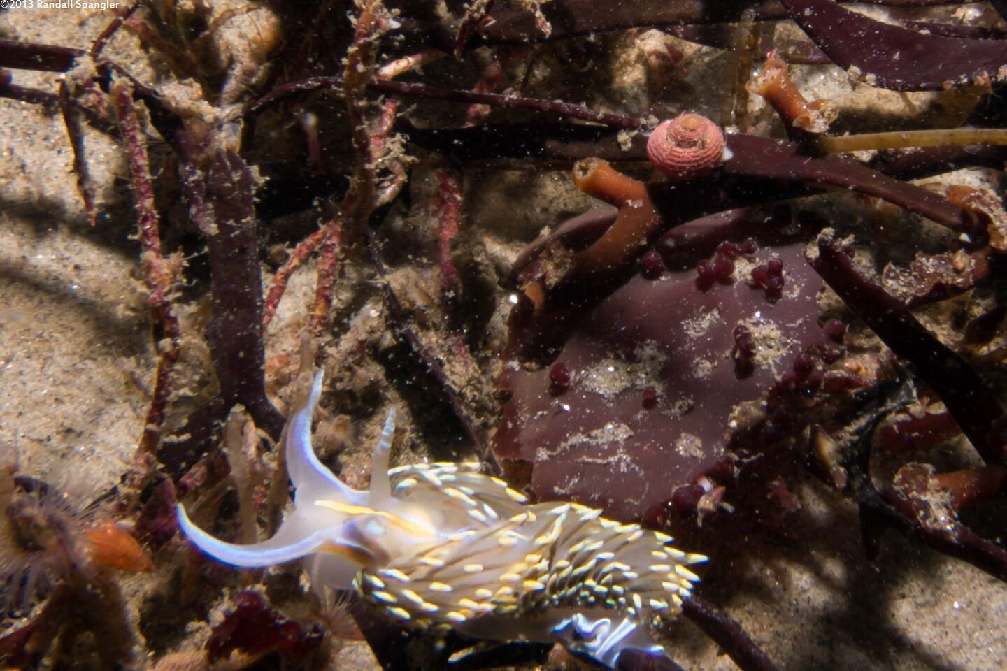 Homalopoma luridum (Dark Dwarf-Turban)