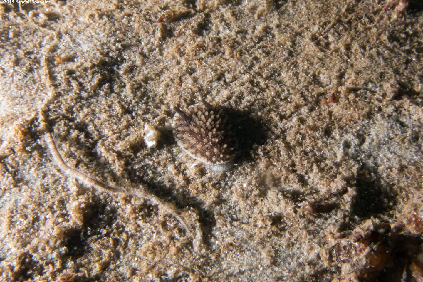 Acanthodoris brunnea (Brown Horned Dorid)
