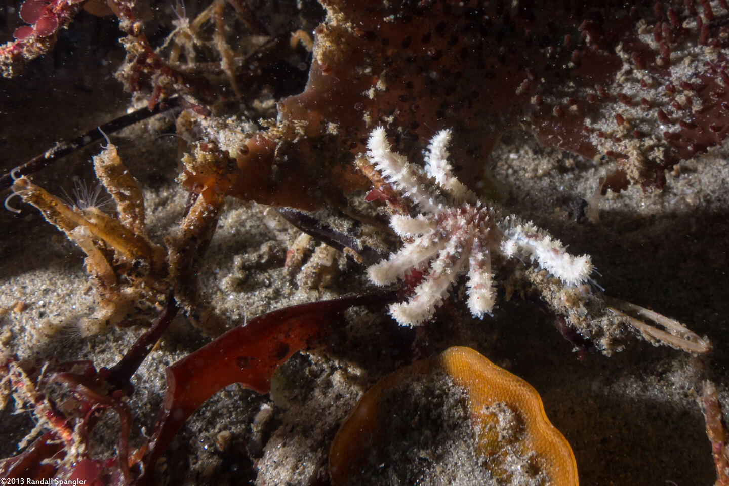 Pycnopodia helianthoides (Sunflower Star)