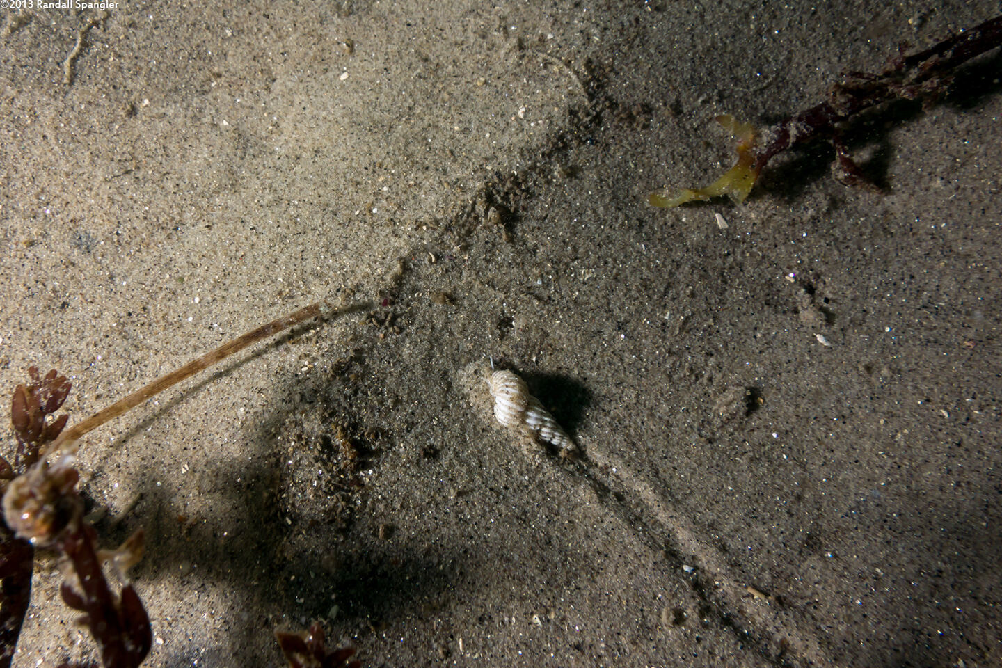 Epitonium indianorum (Money Wentletrap)