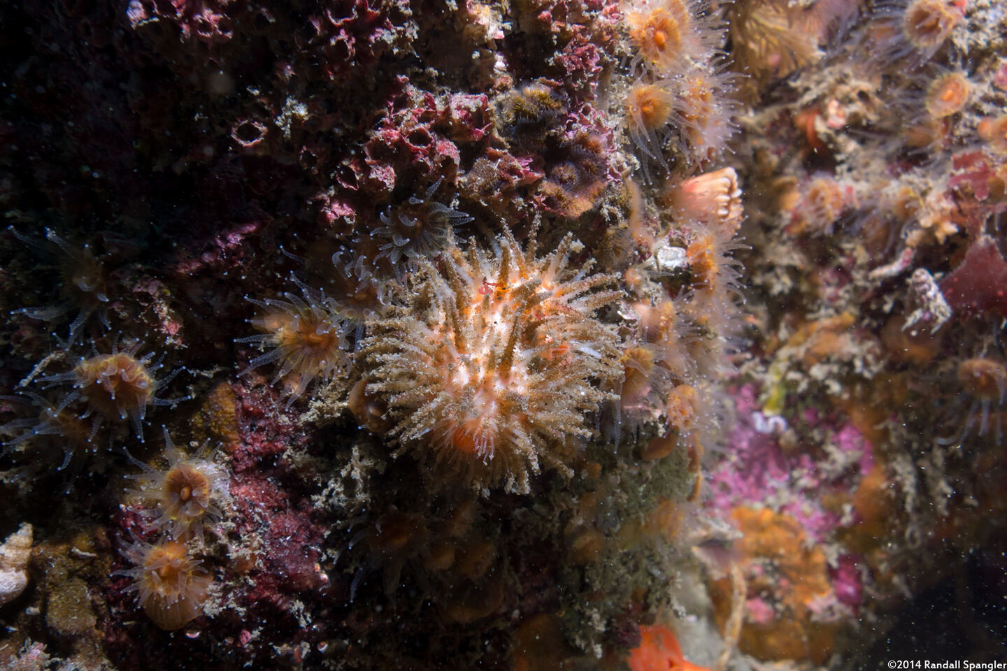 Halocynthia igaboja (Bristly Tunicate)