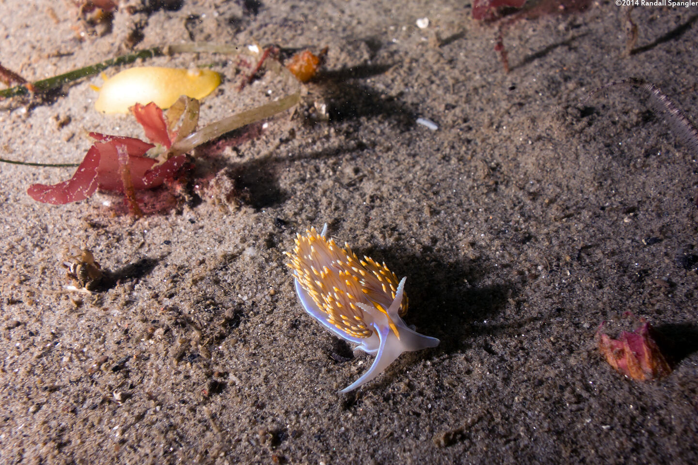 Hermissenda opalescens (Opalescent Nudibranch)