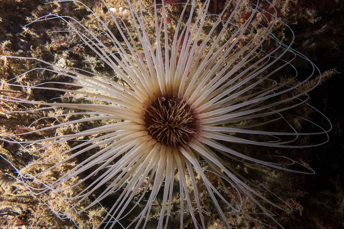 Pachycerianthus fimbriatus (Tube-Dwelling Anemone)