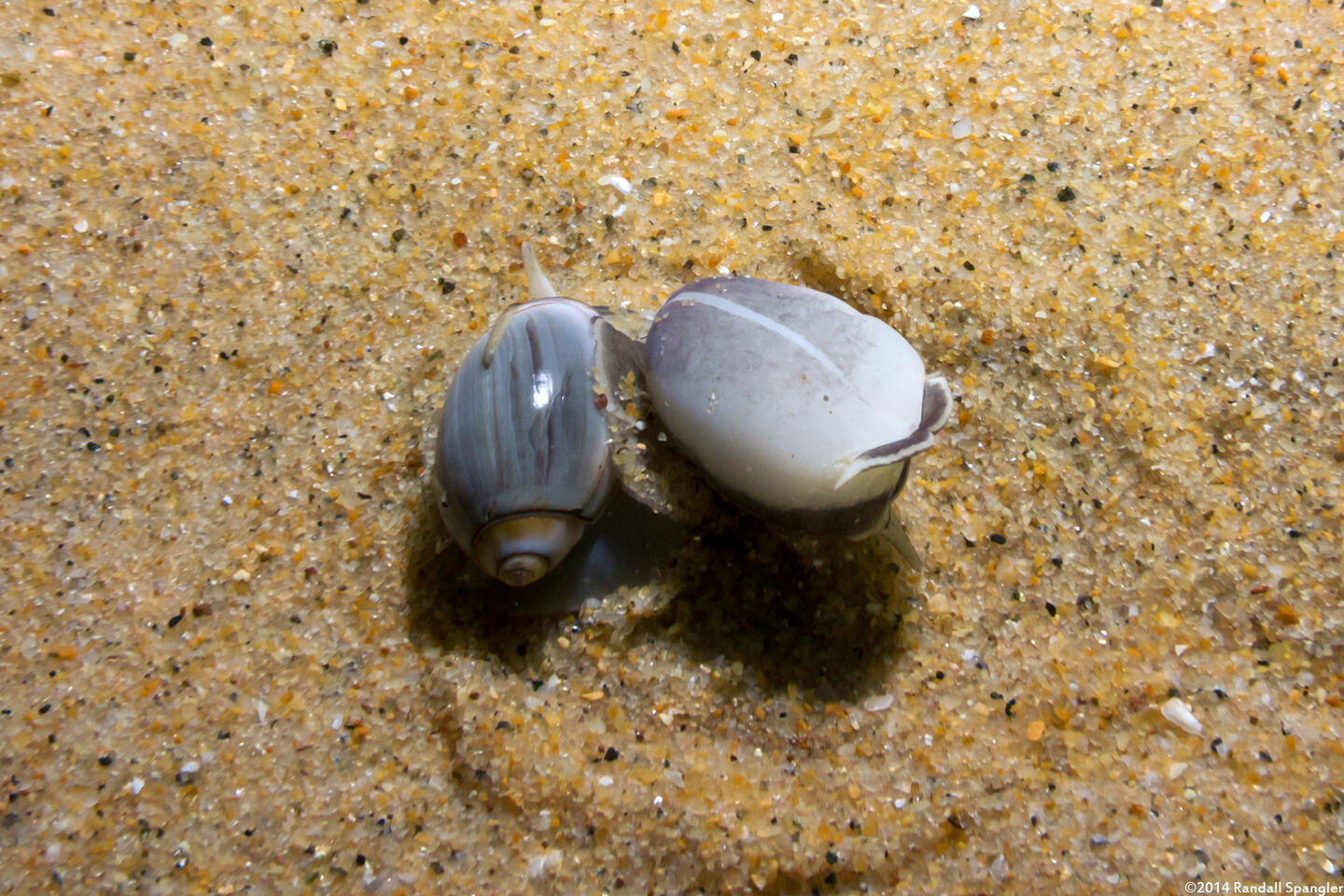 Callianax biplicata (Olive Snail)