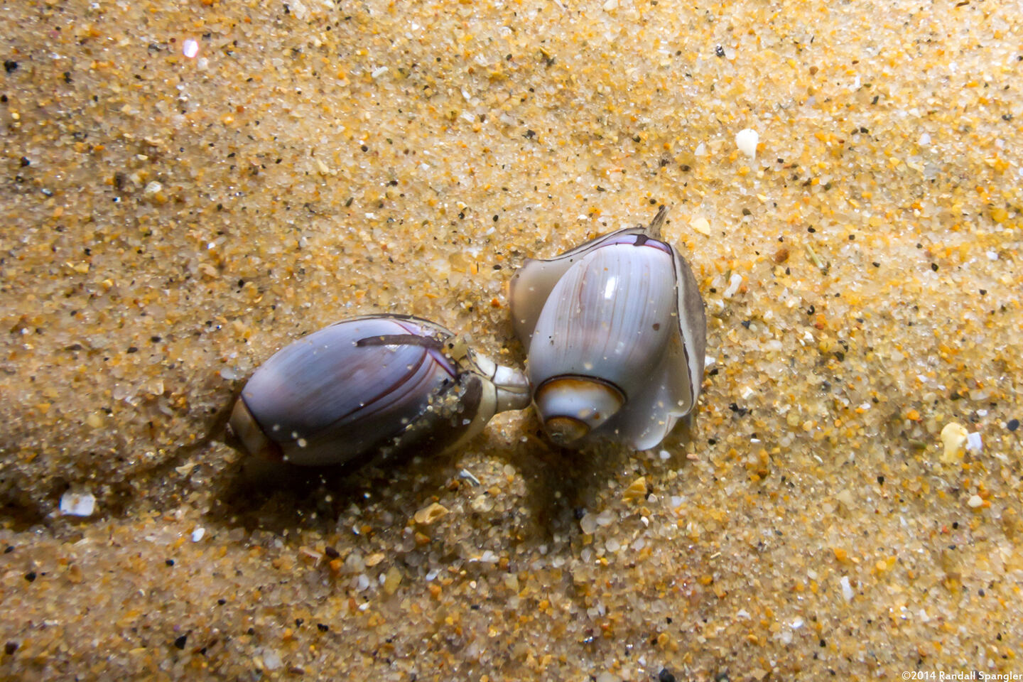 Callianax biplicata (Olive Snail)
