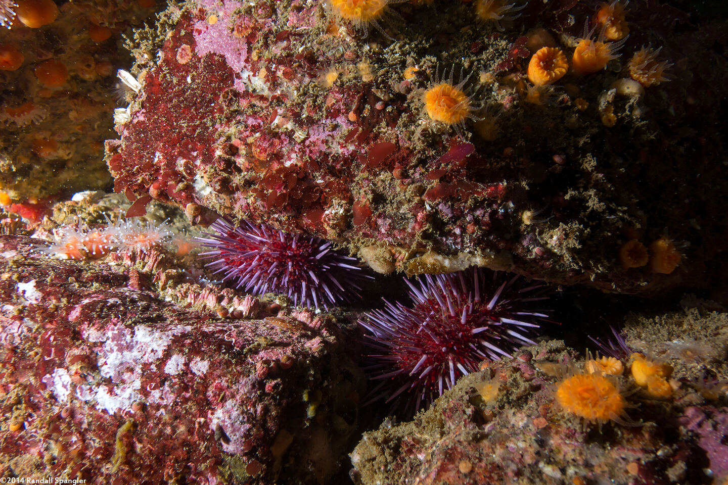 Strongylocentrotus purpuratus (Purple Sea Urchin)