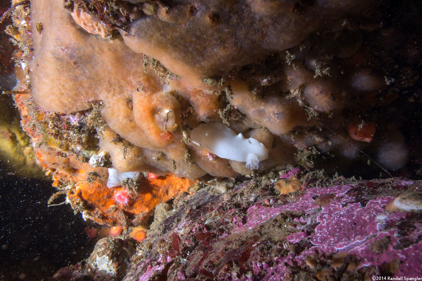 Diaulula sandiegensis (San Diego Dorid); Uncommon one without rings