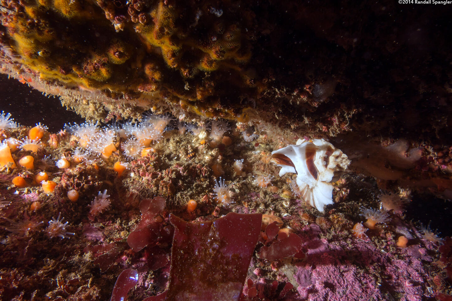 Ceratostoma foliatum (Leafy Hornmouth)