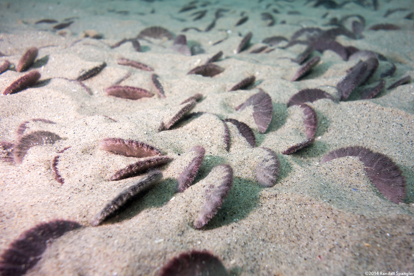 Dendraster excentricus (Sand Dollar)