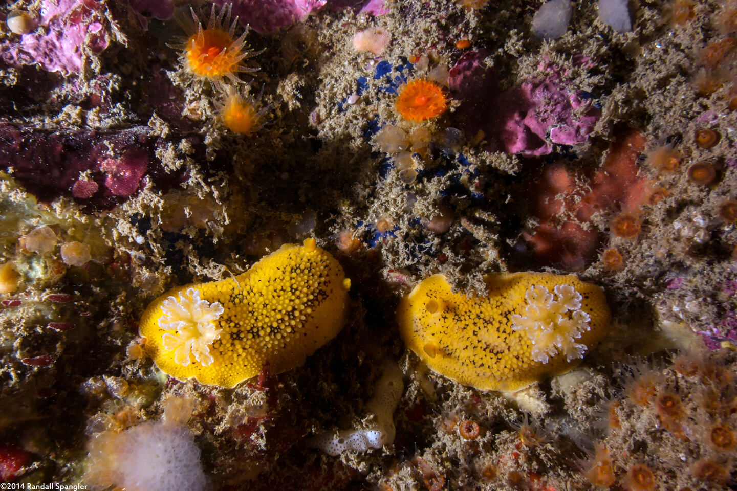 Peltodoris nobilis (Sea Lemon)
