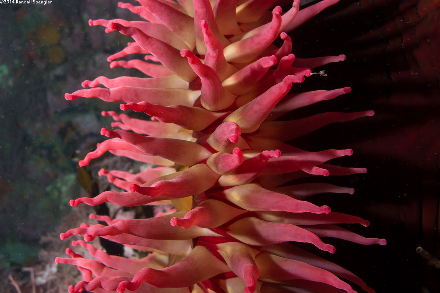 Urticina piscivora (Fish-Eating Urticina)