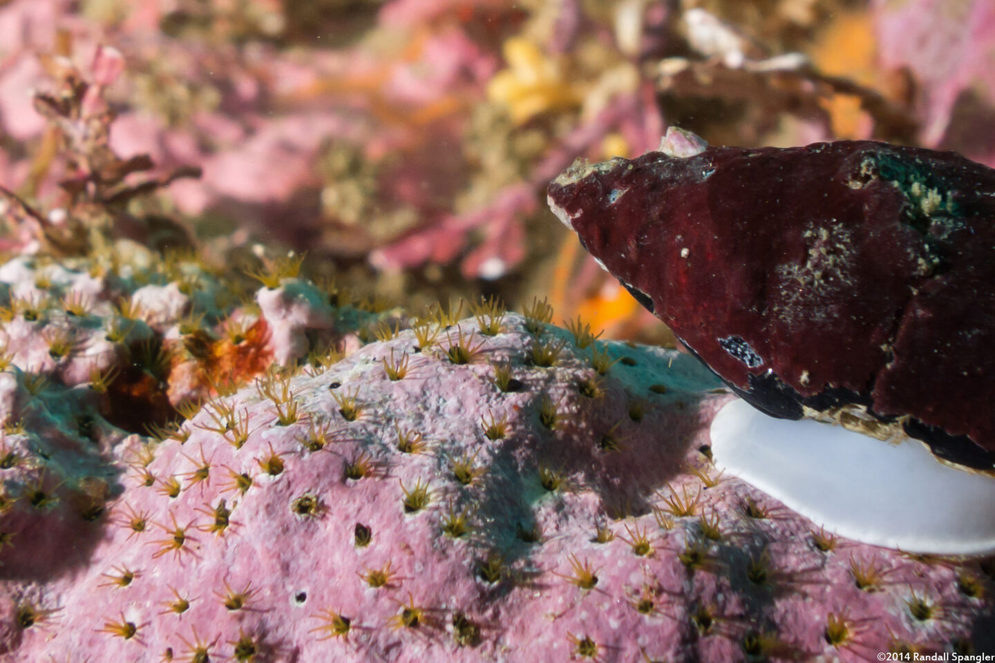 Dodecaceria concharum (Coralline Fringed Tube Worm)