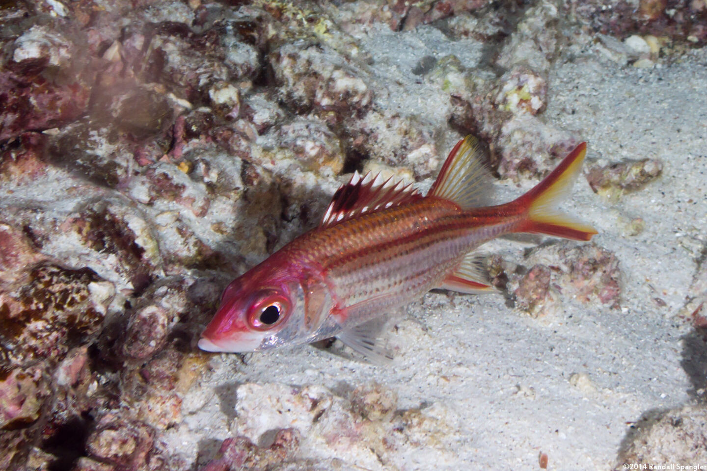 Neoniphon sammara (Spotfin Squirrelfish)
