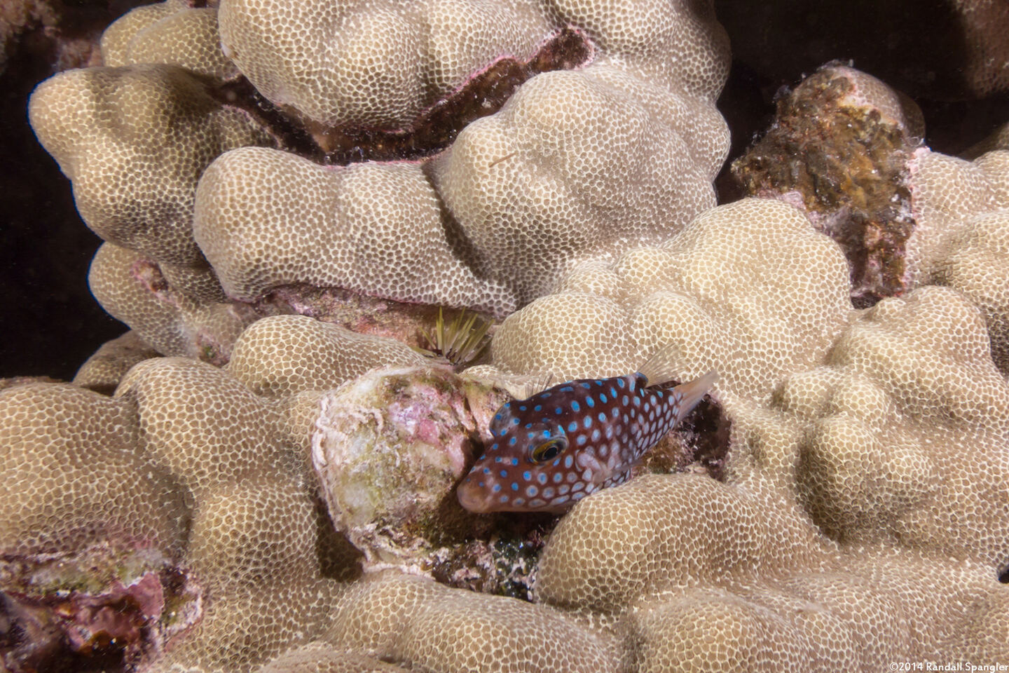 Canthigaster jactator (Hawaiian Whitespotted Toby)
