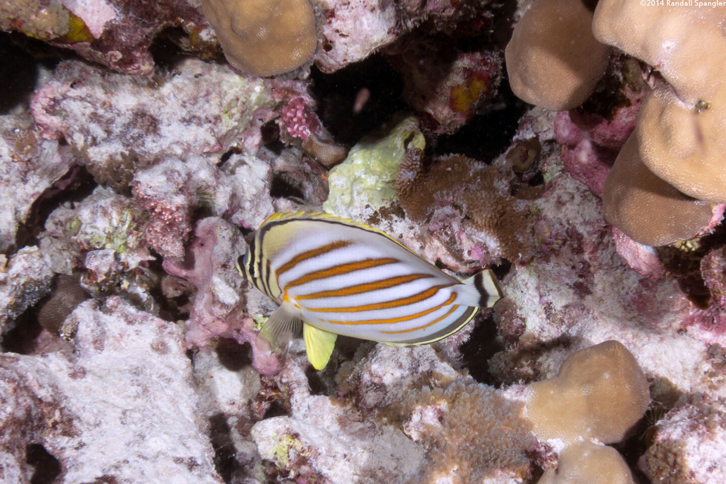 Chaetodon ornatissimus (Ornate Butterflyfish)