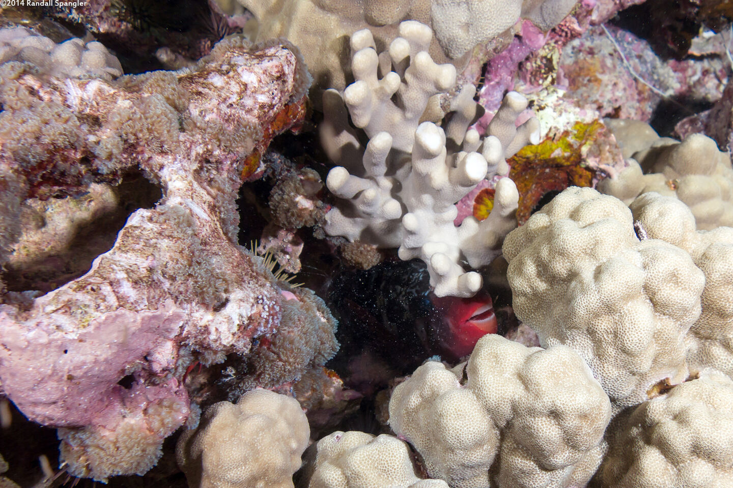 Chlorurus spilurus (Bullethead Parrotfish)